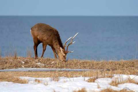 Hokkaido sika deer