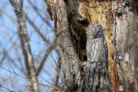 Ural owl (Strix uralensis) perched on an old tree trunk
