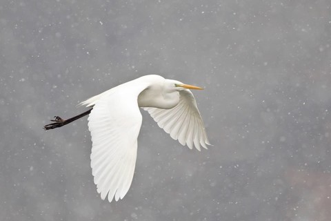 Great Egret (casmerodius albus