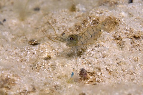 Baltic Prawn (Palaemon adspersus)