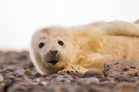 Grey Seal (Halichoerus grypus)