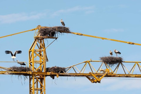 White storks (Ciconia ciconia) and white stork nests on the arm of a construction crane