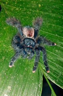 Pinktoe Tarantula (Avicularia avicularia)