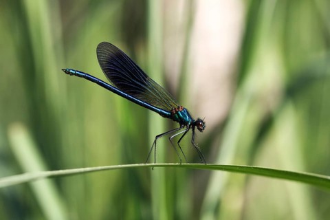 Beautiful Demoiselle (Calopteryx virgo)
