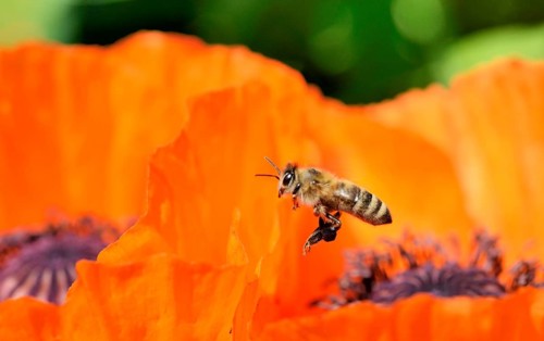 Western Honey Bee (Apis mellifera) flying over the flower of an Oriental Poppy (Papaver orientale)