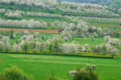 Spring landscape with flowering cherry trees (Prunus avium)