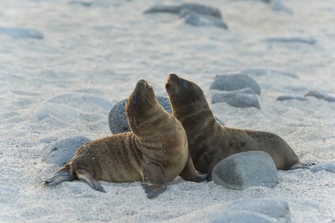 Young Galapagos Sea Lions (Zalophus wollebaeki)