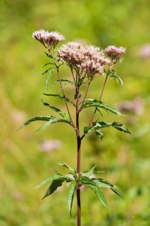 Hemp-agrimony (Eupatorium cannabinum)