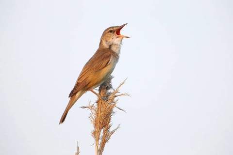 Reed Warbler (Acrocephalus arundinaceus)