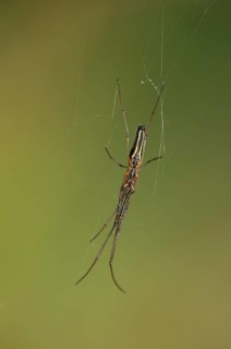 Long-jawed Spider (Tetragnatha extensa)