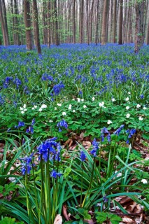 Atlantic Bluebells or Common Bluebells (Hyacinthoides non-scripta)