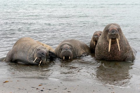 Pod of Walruses (Odobenus rosmarus) on a beach