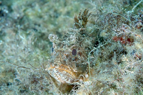 Black Scorpionfish (Scorpaena porcus)