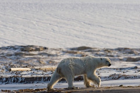 Polar Bear (Ursus maritimus)