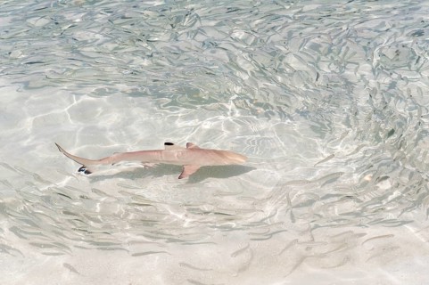 Blacktip Reef Shark (Carcharhinus melanopterus) chasing a school of fish in shallow water