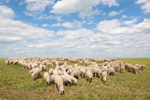 Merino Sheep (Ovis sp.)