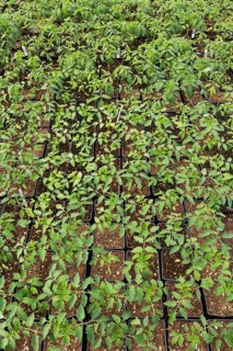 Variety Mount Spring and Variety Supremo