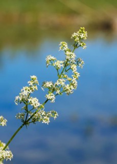 Flowers of Hedge bedstraw (Galium mollugo)