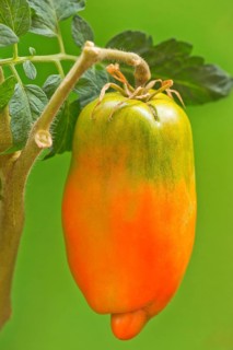 San Marzano tomatoes (Pomodoro San Marzano dell'Agro Sarnese Nocerino DOP)
