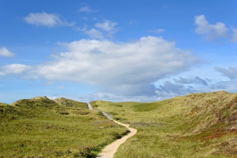 Boardwalk leads over overgrown dunes to the beach