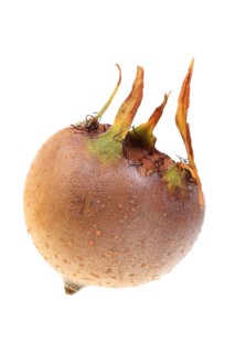 Common Medlar (Mespilus germanica)