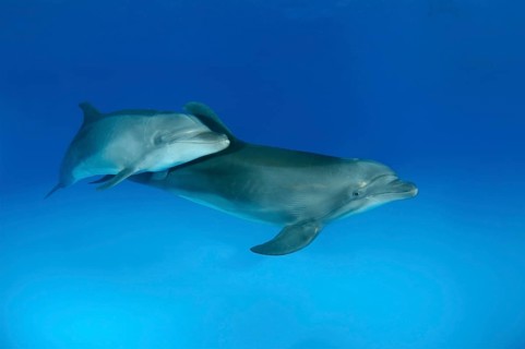 Bottlenose dolphins (Tursiops truncatus)