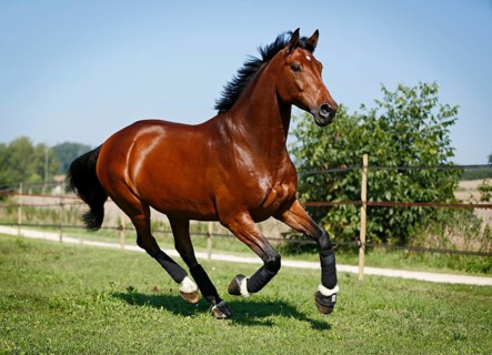 Holsteiner horse