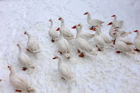 Barbary Ducks