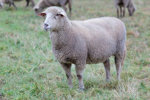 Hybrid cross between a Blackhead Persian Sheep (Ovis aries steatopyga persica) and a Merino Sheep (Ovis aries hispanica)