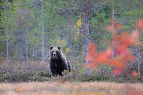 Brown Bear (Ursus arctos) in the autumnally coloured taiga or boreal forest