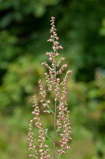 Mugwort or Common Wormwood (Artemisia vulgaris)