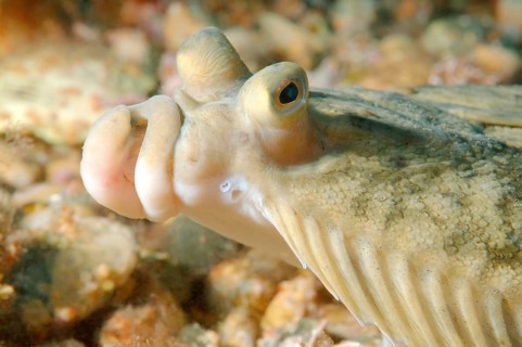 Japanese flounder (Pleuronectes japonicus)