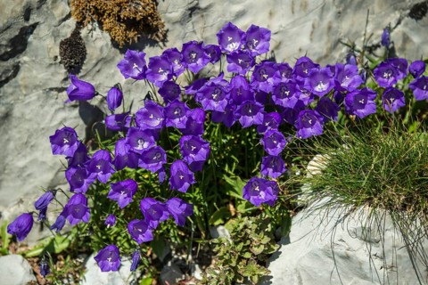 Bellflowers (Campanula sp.)