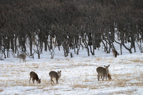 Hokkaido sika deer