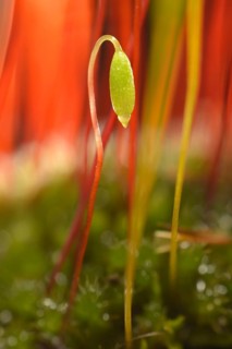 Creeping feather-moss (Amblystegium serpens)