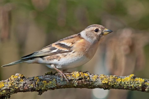 Brambling (Fringilla montifringilla)