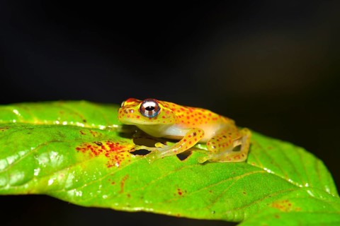 Climbing Frog (Boophis ssp.)