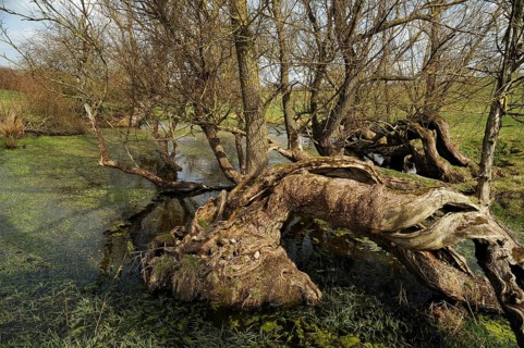 Old willow trees (Salix) at a dead ice kettle hole