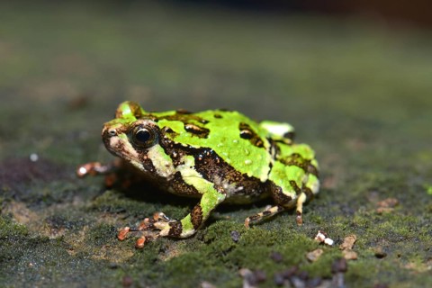Green Burrowing Frog (Scaphiophyrne marmorata)