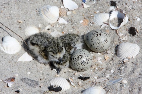 Common Ringed Plover or Ringed Plover (Charadrius hiaticula)
