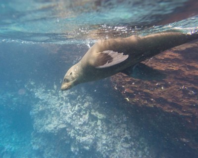 Galapagos Sea Lion (Zalophus wollebaeki) under water