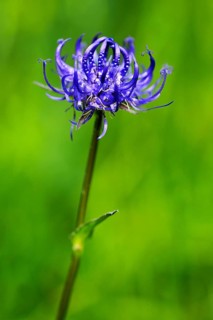 Round-headed Rampion or Pride of Sussex (Phyteuma orbiculare)