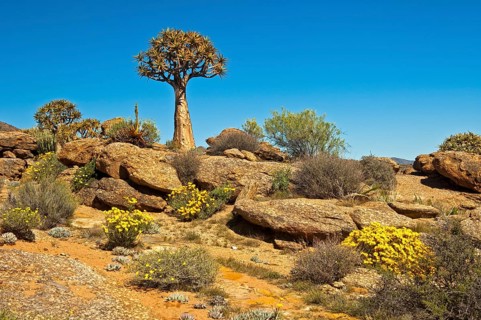 Quiver Tree or Kokerboom (Aloe dichotoma) and Skaapbos Shrub