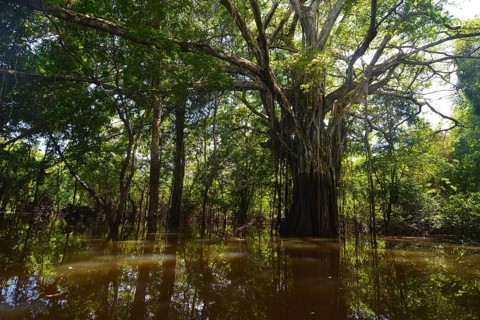 Jungle giant in the Varzea forests
