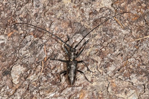 Marmorated Longhorn Beetle (Monochamus sutor) on a tree trunk