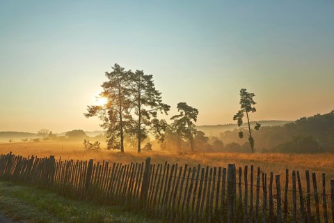 Rural morning mood with a picket fence in the late summer early morning fog
