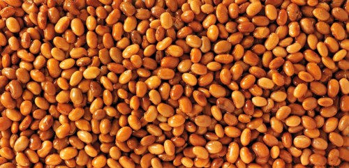 Pinto beans