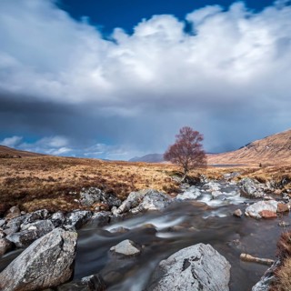 Isolated tree on the River Ossian