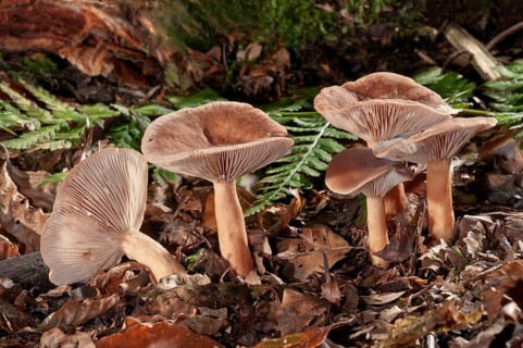 Bright Orange Milkcap (Lactarius aurantiofulvus)