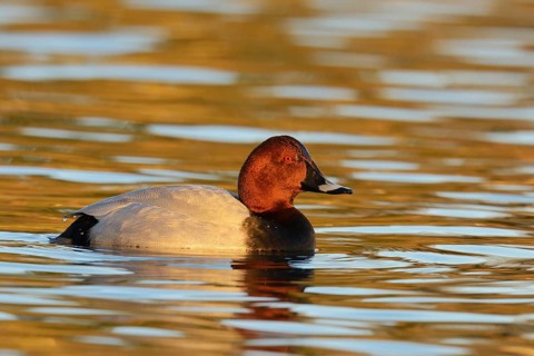 Common Pochard (Aythya ferina)